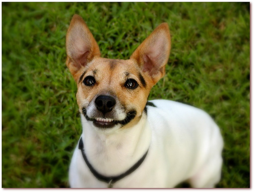 Dogs prefer you talk to them in “dog talk”.