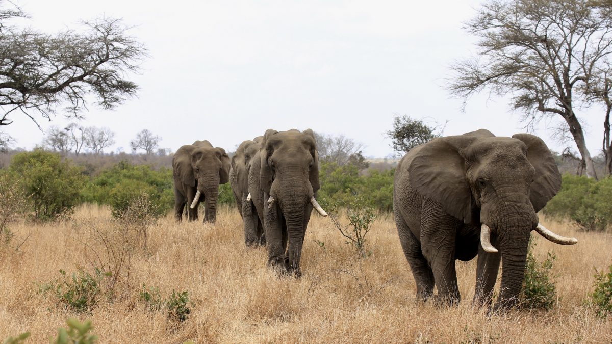 Worn-Down Tusks Show Most African Elephants Are Righties
