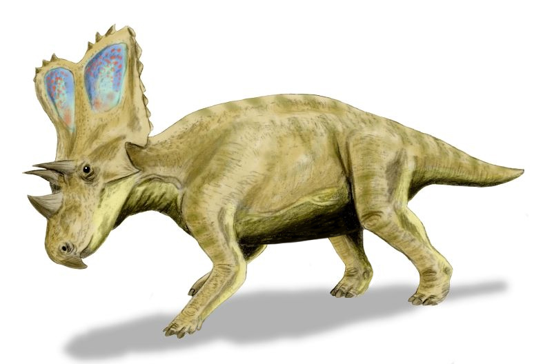 Chasmosaurus belli, one of the species analyzed in today's research. (Credit Nobu Tamura/Wikimedia Commons)
