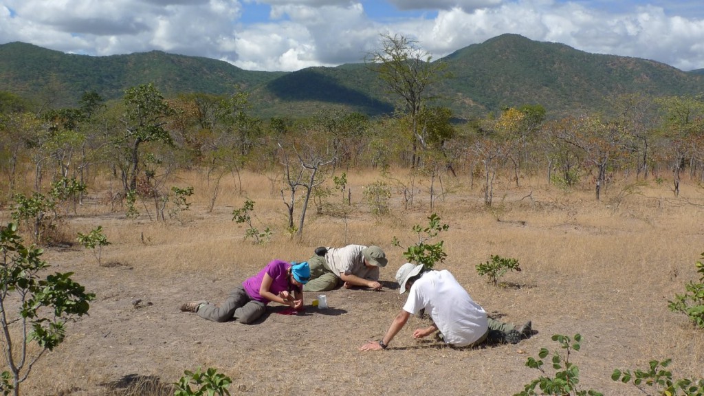 Project members digging up a whole new world in Tanzania in 2015 as part of a decade-long effort to understand the period following the End-Permian mass extinction 251 million years ago. (Credit Christian Sidor/University of Washington)