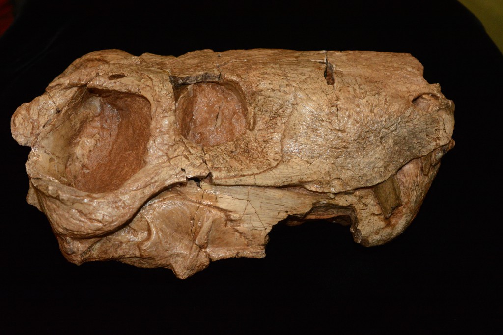 Before the Triassic period, before dinosaurs, before even the Great Dying that was the end-Perimian mass extinction, gorgonopsians ruled the day, at least on land. This gorgonopsian skull was collected by the team in 2009 in Zambia. (Credit Christian Sidor/University of Washington)