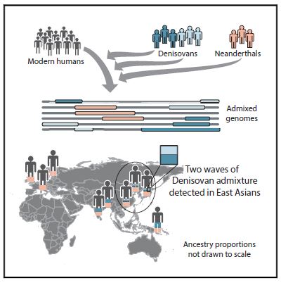 Researchers uncovered genetic evidence of at least two separate interbreeding events between Denisovans and Homo sapiens. (Credit Browning et al)