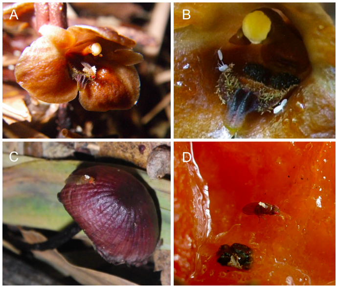 The orchid and the species it steals from and manipulates. You can see the fooled fly in (A), some poor, doomed fly eggs in (B), the mushroom fly magnet in (C), and a fly unwittingly carrying the orchid's pollen in (D). Figure 1 from Suetsugu 2018. Image Credit: Kobe University