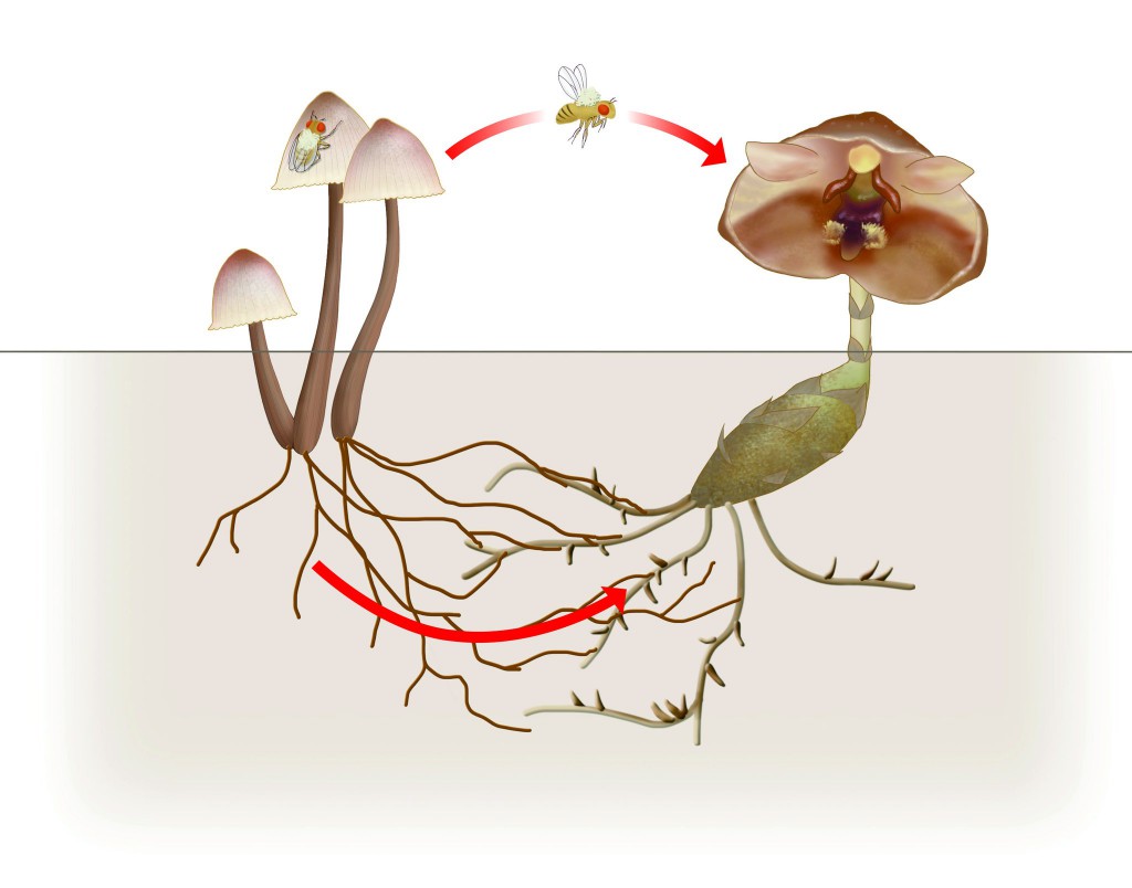 Orchid Mooch Steals Nutrients From Mushroom And Uses It To Fake Out Fly Pollinators