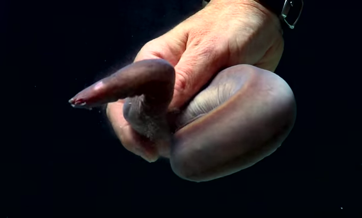 Hagfish Take Weeks to Recover from Sliming Someone