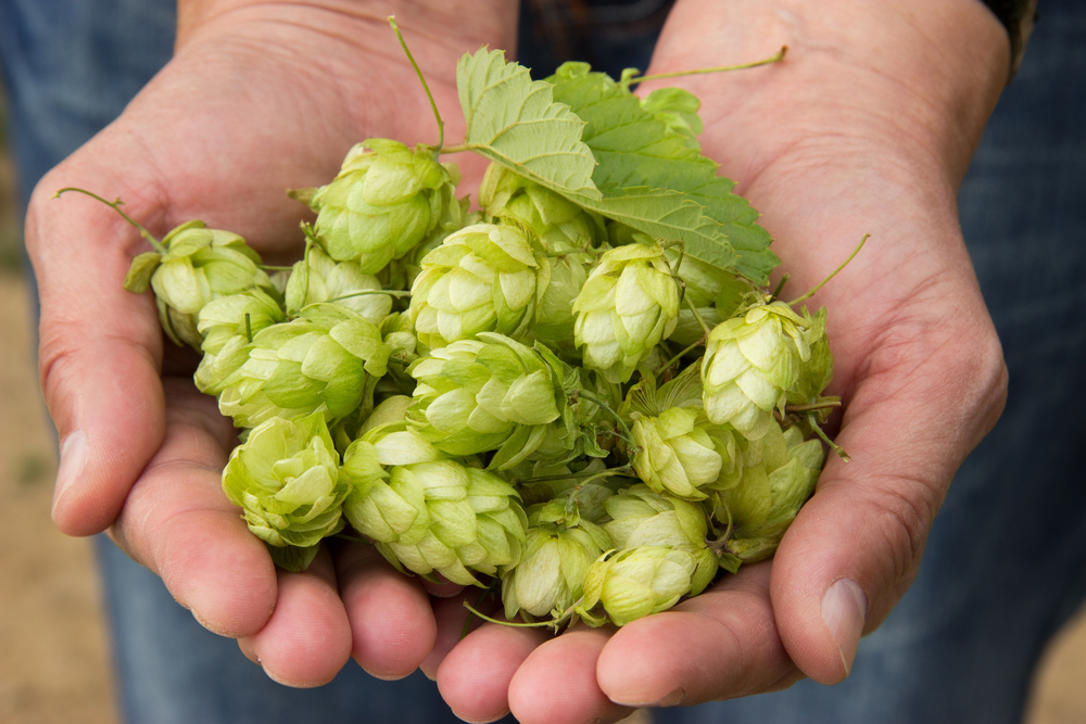 Move Over Hops, Yeast Can Give IPAs Their Signature Flavor