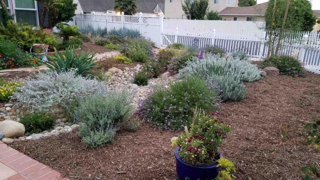 This front yard in Oxnard, California has been transformed from a tired and thirsty turf lawn into a beautiful Ocean Friendly Garden conserving water and providing habitat for pollinators.