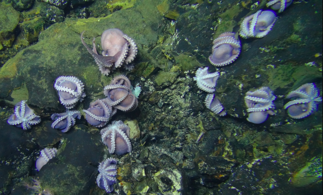 At the Bottom of the Ocean, Octopus Moms Cling to Their Bad Decisions
