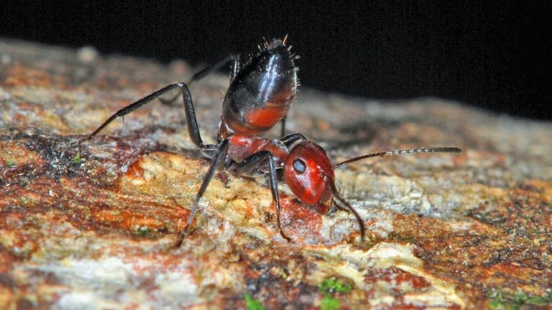 Researchers Find New Species of 'Exploding Ants'