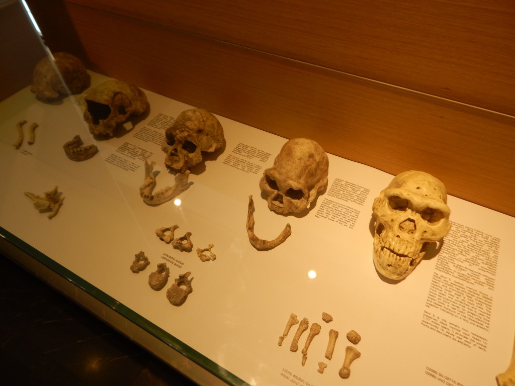 Casts of the five Dmanisi crania and associated mandibles, the hominin pride of Georgia, on display in Tbilisi. Robust but small-brained Skull 5 (far right) dwarfs Credit: G. Tarlach.