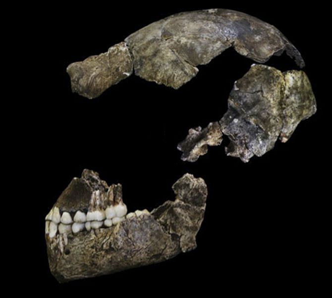 The partial skull of DH1, the holotype of Homo naledi, was included in the study. (Credit Berger et al 2015, https://doi.org/10.7554/eLife.09560.019)