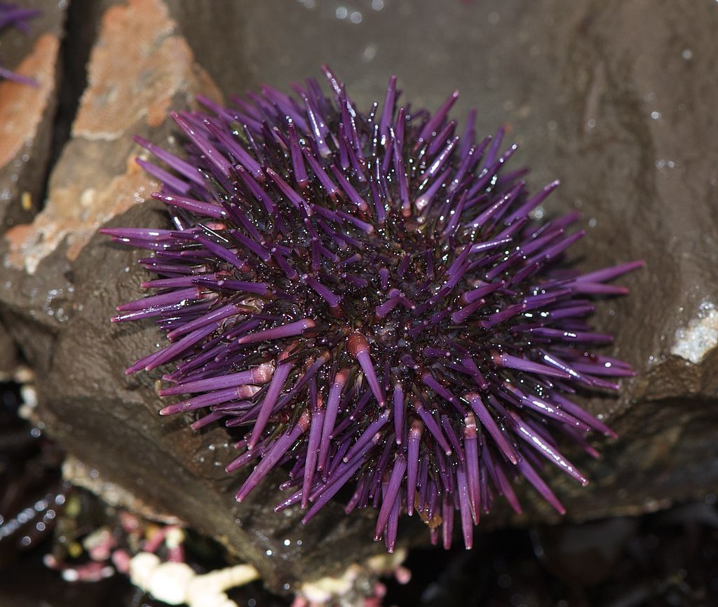 No Eyes? No Problem. Sea Urchins See with Their Feet