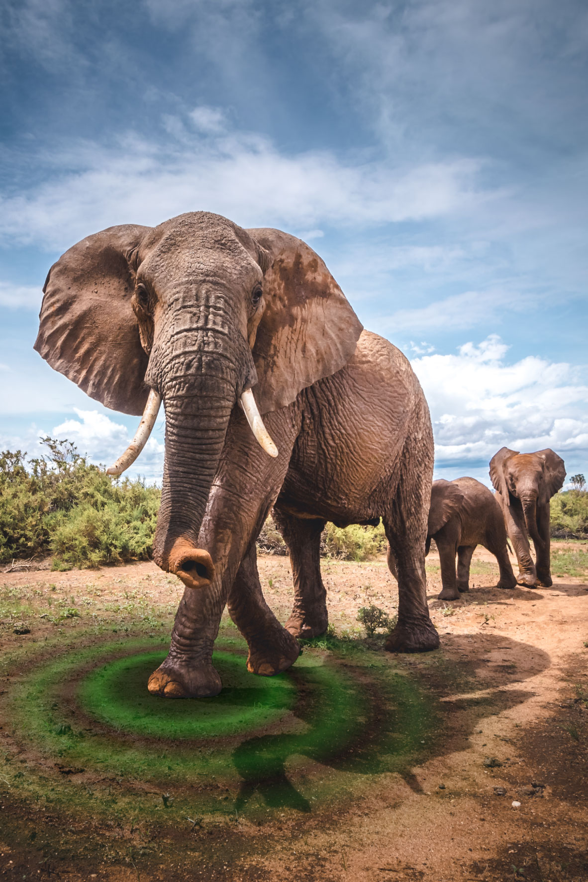 Ground Vibrations Could Help Us Spy on Elephants