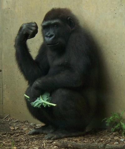 What Gorilla Poop Reveals About Our Own Lousy Diets