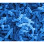 american-gut-microbe-citizen-science-scistarter