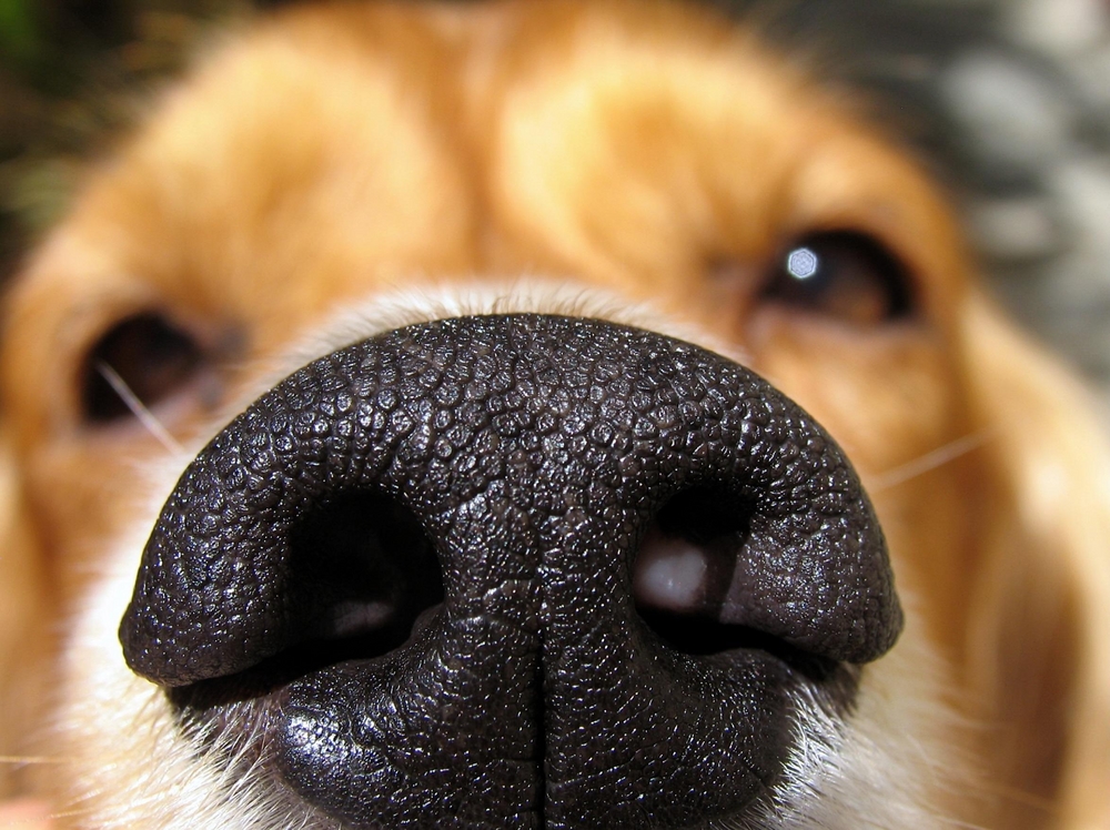 Studies suggest dogs sniff scary things with their right nostril. Photo Credit: Robin D. Williams/Shutterstock