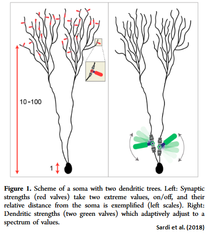 Is “Dendritic Learning” How The Brain Works?
