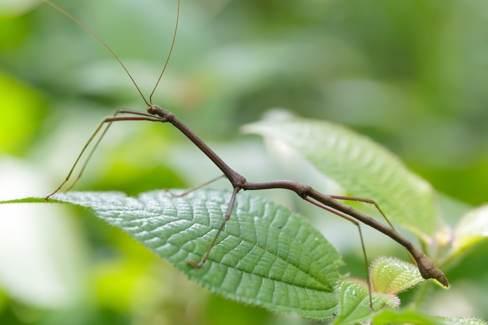 Stick Insects Expand Territory by Being Eaten