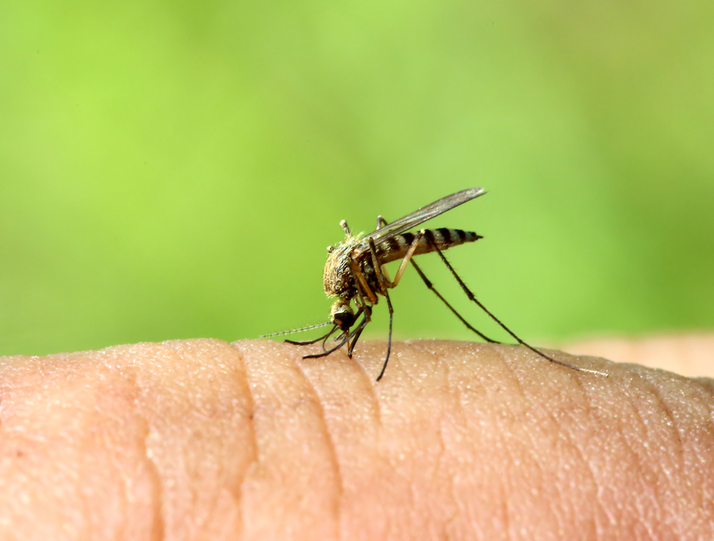 Mosquito Bites Leave A Lasting Impression On Our Immune System