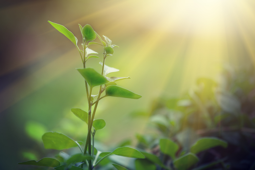 Physicists See Quantum Effects in Photosynthesis