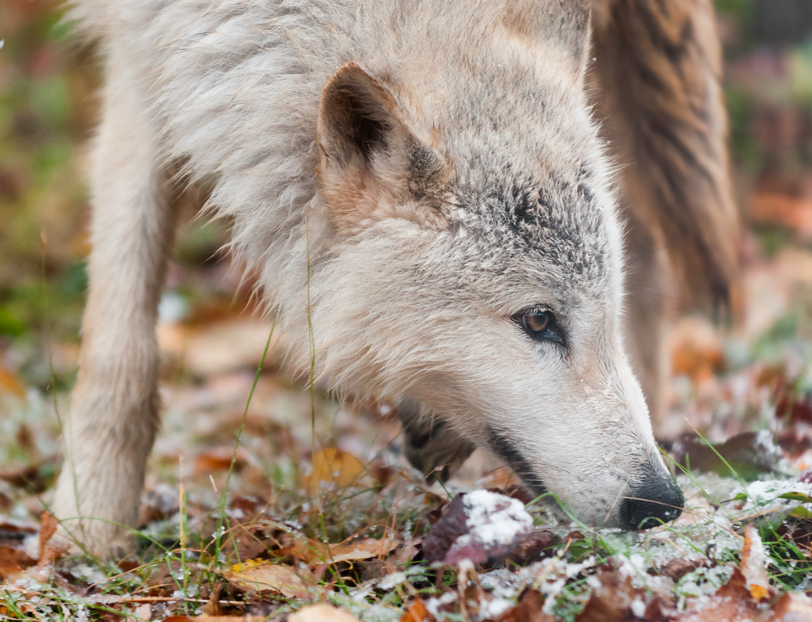 If wolves don't fear snake odors, that may suggest a lack of evolutionary importance of snakebite—or that the snakes have evolved a way of hiding their scent. Photo Credit: Holly Kuchera/Shutterstock