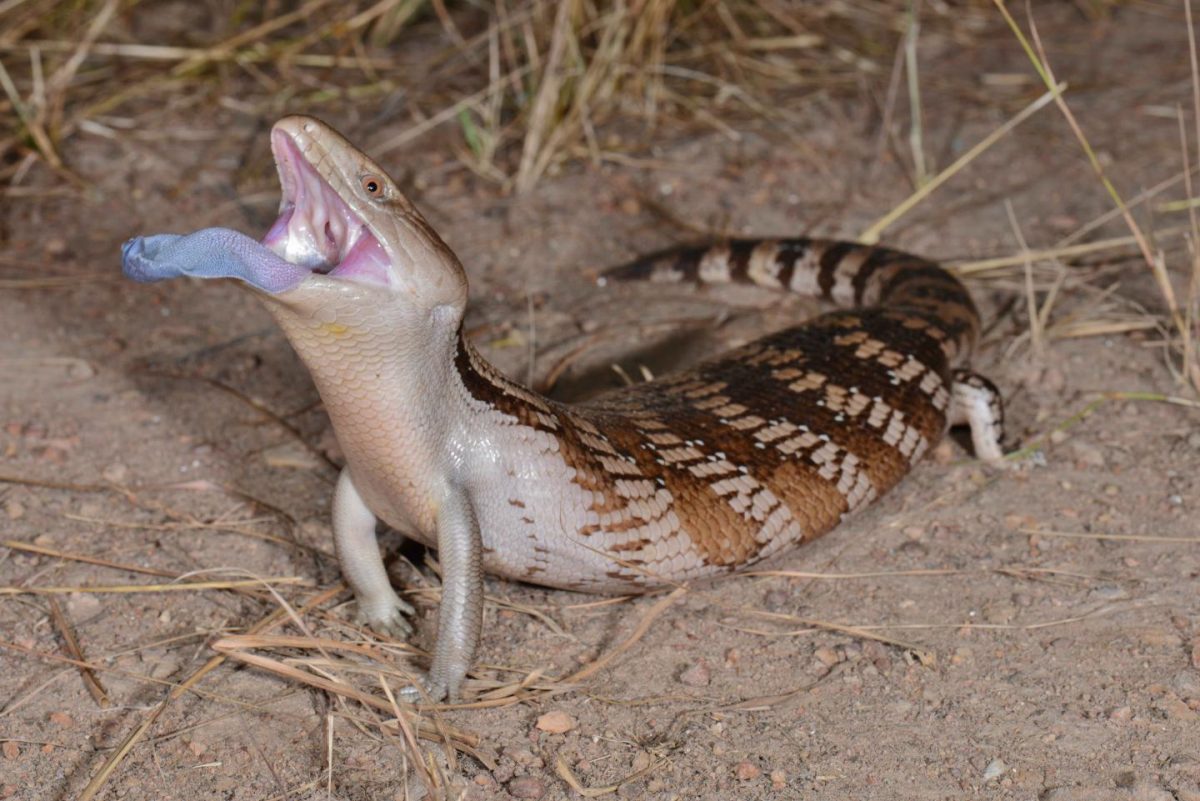 To Scare Off Predators, These Lizards Stick Their Tongues Out