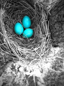 Flashback Friday: Why do some birds lay blue eggs?