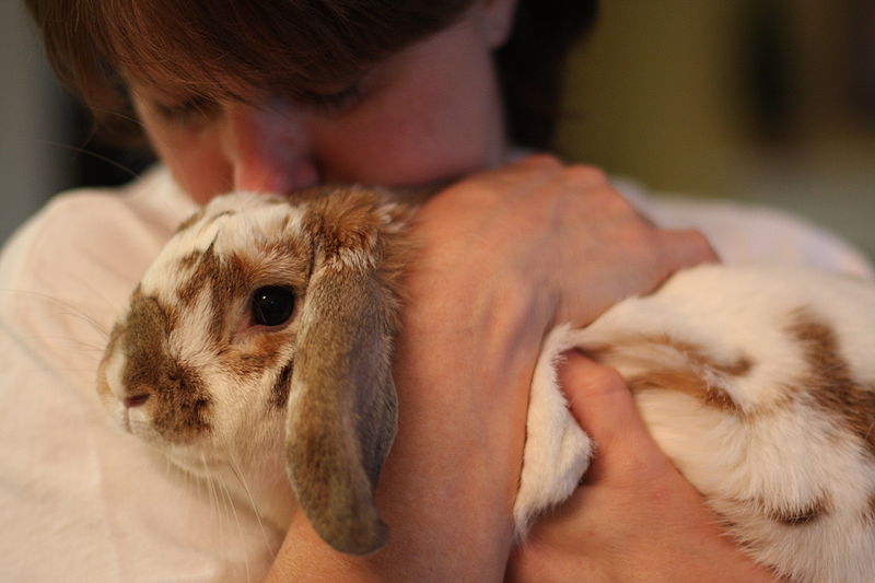 Becoming Fearless: Study Finds Major Changes to Domesticated Bunny Brains