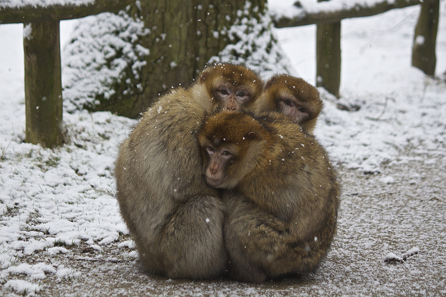 Friendly Monkeys Have More Cuddle Buddies