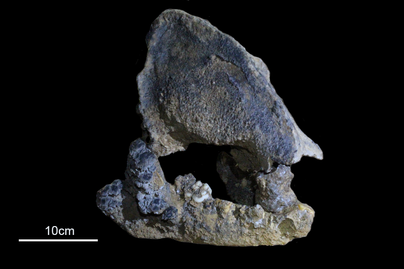 22,000-year-old Panda Skull Shows New Family Line