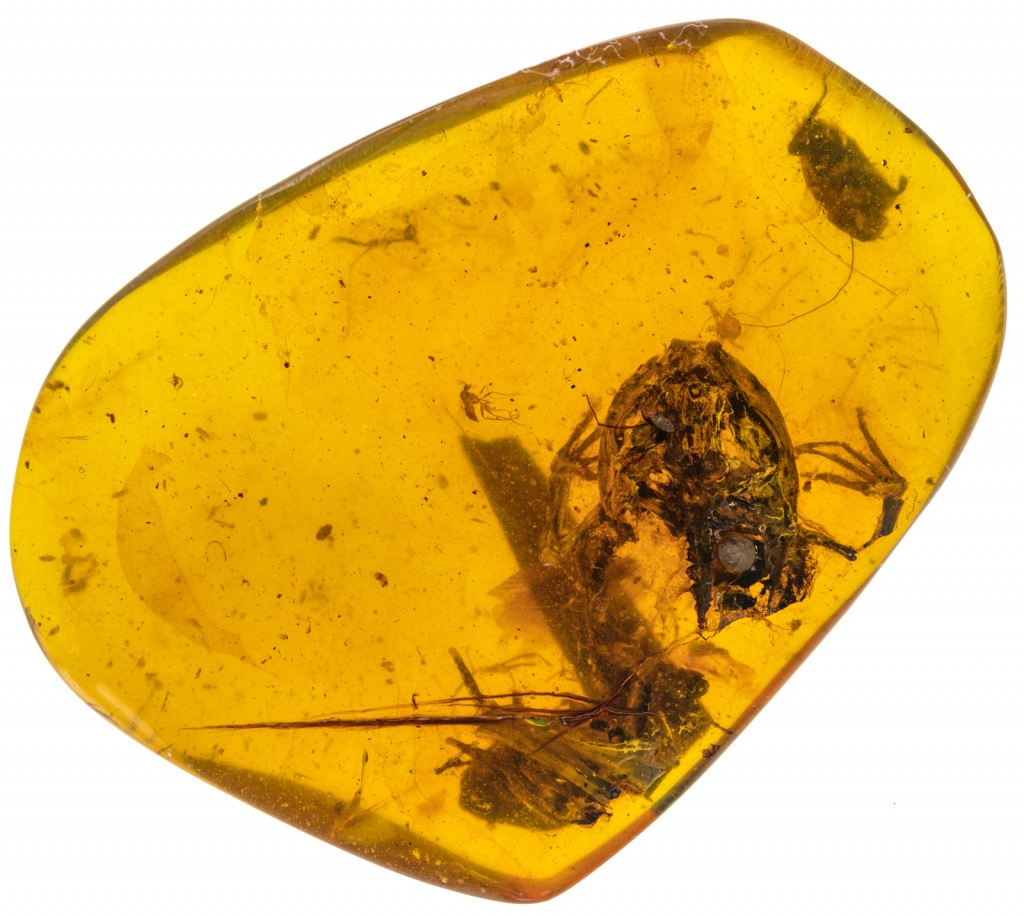 Earliest Rainforest Frogs Preserved in Amber