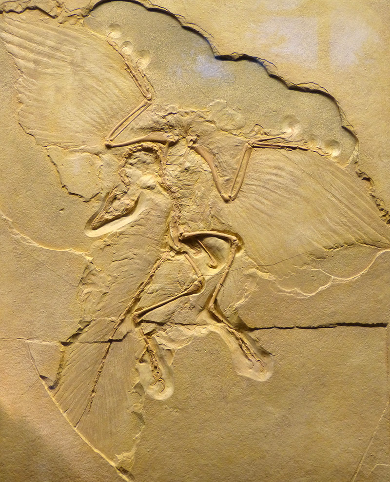 Archaeopteryx fossil with impressions of feathers found in Solnhofen, Germany. Wikimedia Commons.