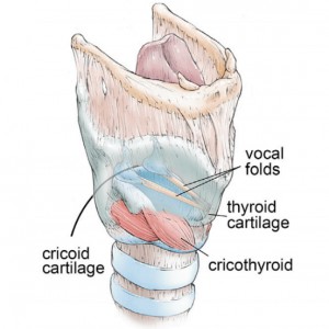 The human larynx. (Credit: Dichter et. al/CELL)