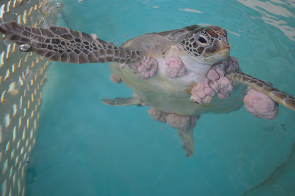 Human Cancer Treatment Helps Sea Turtles