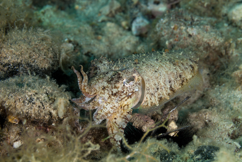 A common cuttlefish, expertly blending into its surroundings. (Credit: By Gerald Robert Fischer/Shutterstock)