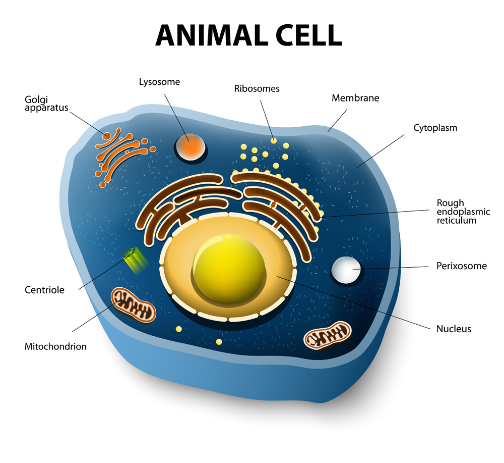 This is a cross section of an animal cell showing the location of the mitochondria, the brown bean-shaped structures. The 23 chromosomes are housed in the innermost compartment of the cell â€“ the nucleus. (Credit: Shutterstock)