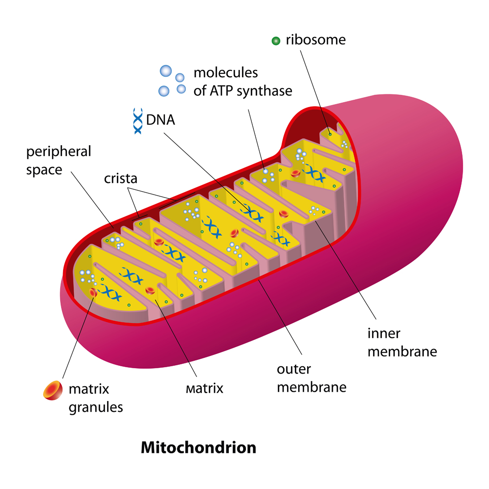 This is a cross section of a mitochondrion. These are referred to as the powerhouses of the cell. They contain their own DNA and produce energy for the cell. (Credit: Shutterstock)