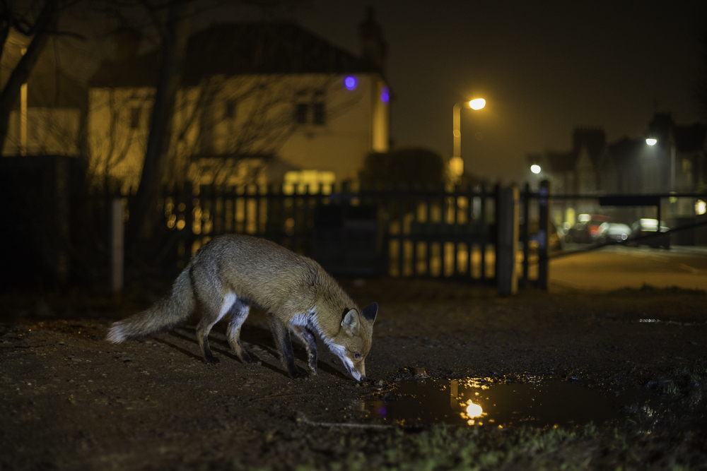 To Avoid Humans, More Wildlife Now Work the Night Shift