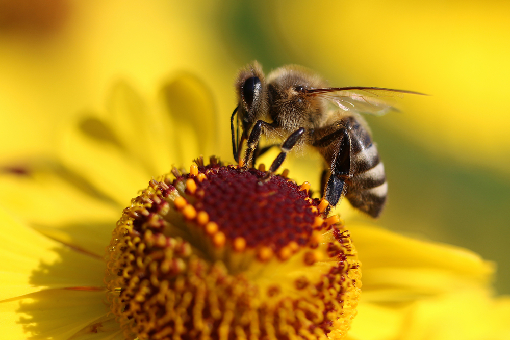 Bees Understand Zero, Zip, Nada