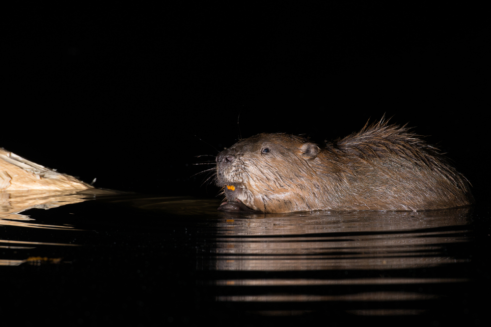 european-beaver-night