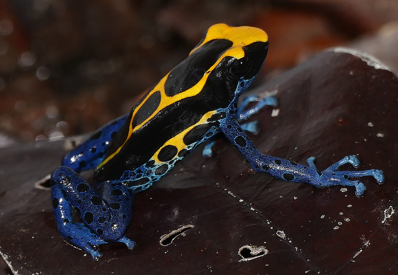 This Poisonous Frogs' Bright Colors Weirdly Help Camouflage It