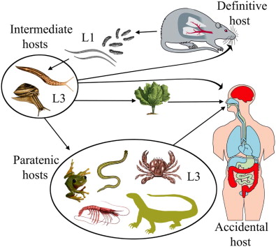 The rat lungworm lifecycle and how it can infect us. Figure from Spratt 2015 