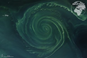 Plankton whirlpool