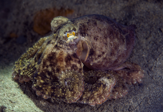 MDMA Makes Octopuses Want to Mingle, Too