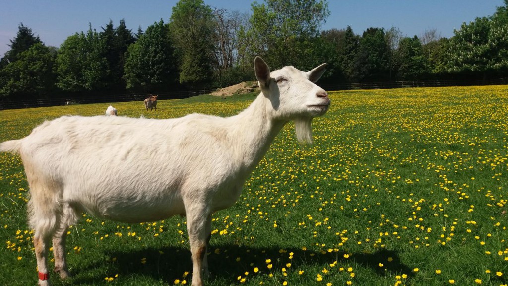 Goats Like Your Smile, Hinting Farm Animals Read Emotions