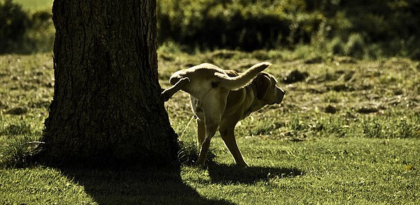 Little Dogs Pee Higher To Make Themselves Seem More Intimidating, Study Suggests