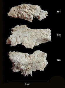 cremated occipital human bone fragments from Stonehenge. (Credit: Christie Willis)