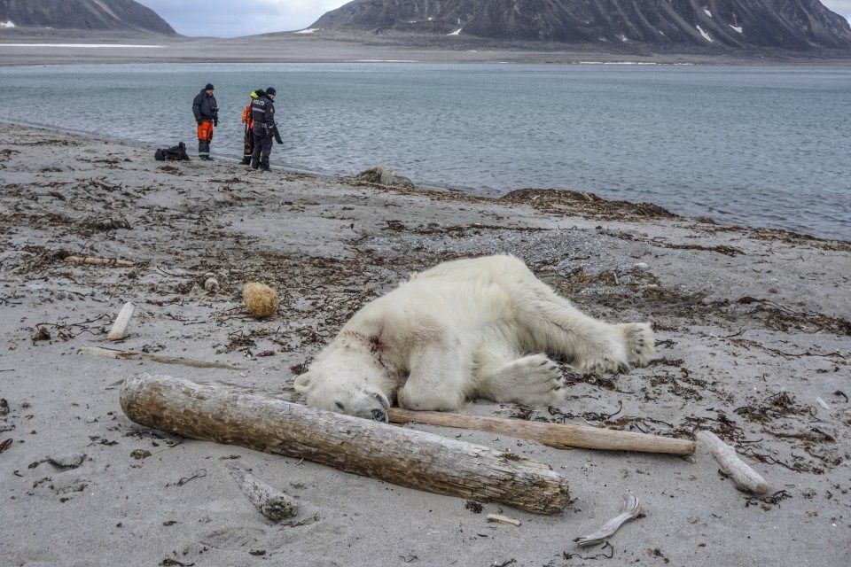 Dwindling Sea Ice Brings Polar Bears In Conflict With Humans