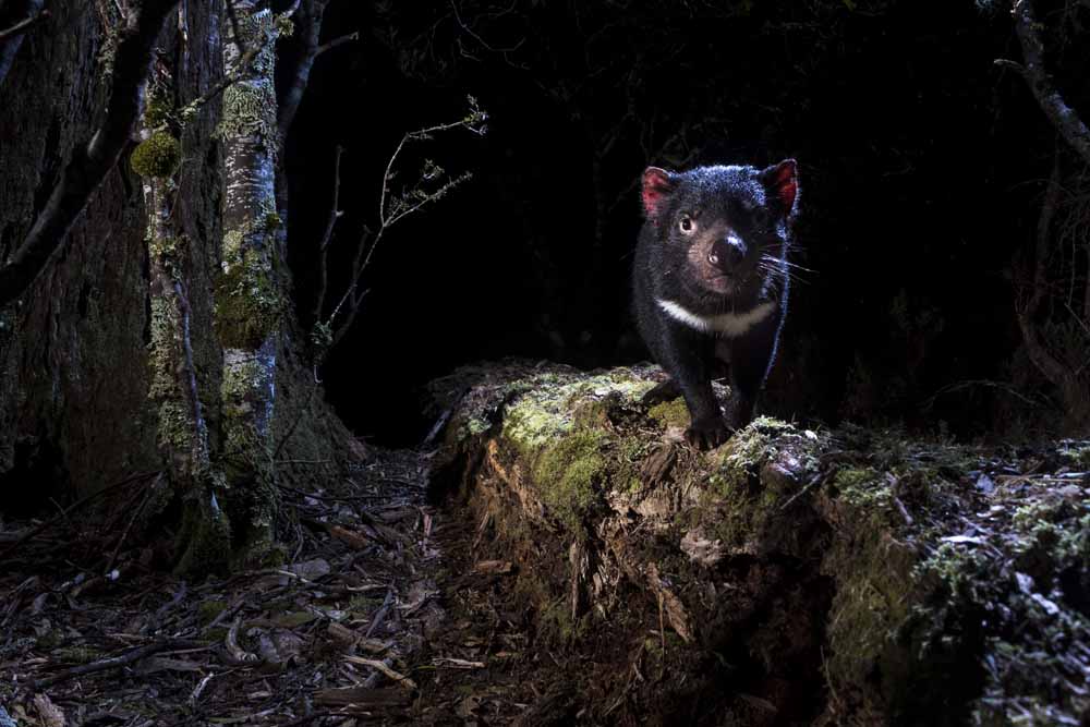 Uncertain Hope Blooms for Tasmanian Devils