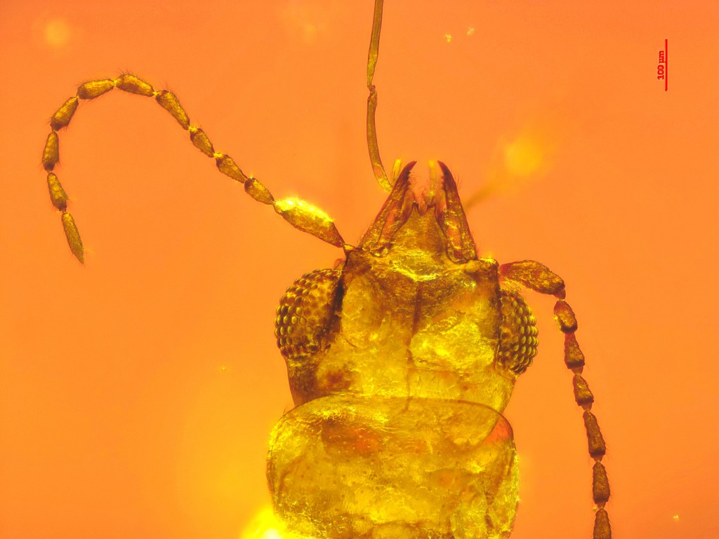 Check Out This Beetle Trapped In Amber For 99 Million Years